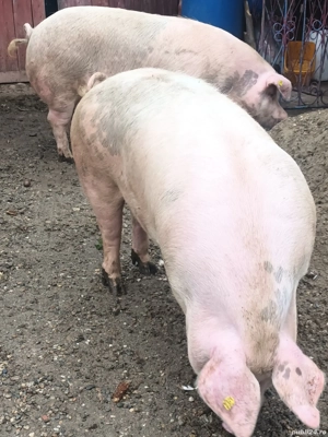 De vanzare porci  se pot rezerva pt Crăciun 