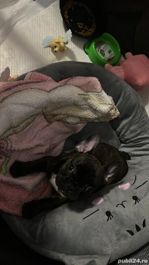 buldog francez pui - imagine 2