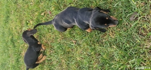 Catei rasa Teckel - imagine 2