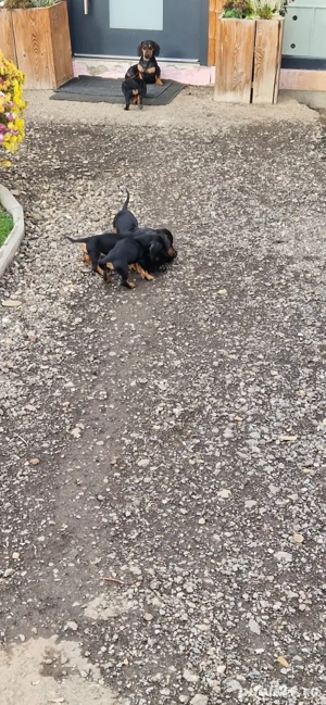 Catei rasa Teckel - imagine 3