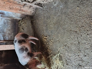 vând purcea pietrean  - imagine 2