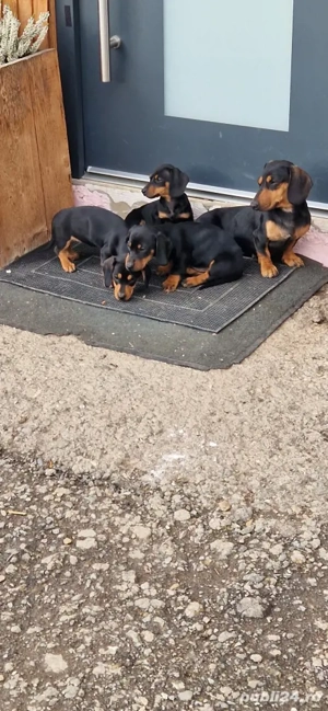 Catei rasa Teckel - imagine 4