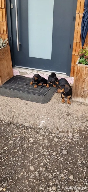 Catei rasa Teckel - imagine 5