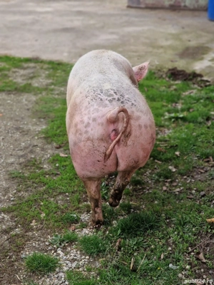 Vând porc proveniență montă - imagine 3