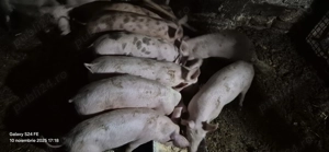 Purcei de 11 saptamani! 