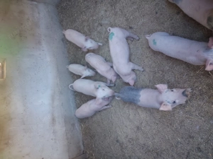 Purcei de vanzare  - imagine 2