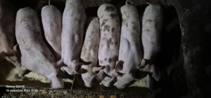 Purcei de 11 saptamani!  - imagine 3