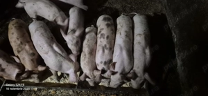 Purcei de 11 saptamani!  - imagine 4