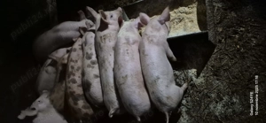 Purcei de 11 saptamani!  - imagine 2