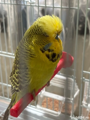 Perusi standard  - imagine 4