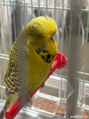 Perusi standard  - imagine 3