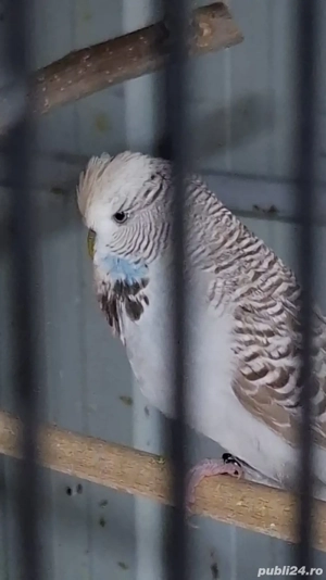 Perusi standard  - imagine 5