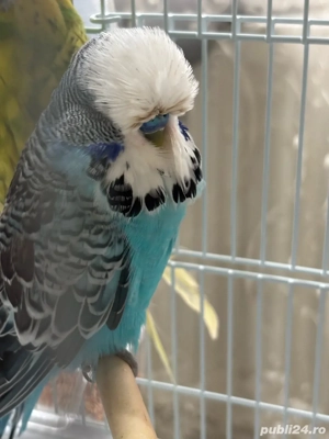 Perusi standard  - imagine 2