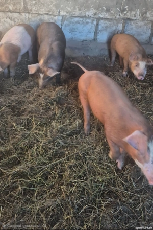 Purcei si porci - imagine 3