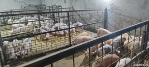 Purcei rasă carne 20-30 kg bucata  - imagine 2