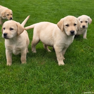 Pui Labrador Retriever 