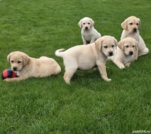 Pui Labrador Retriever  - imagine 3