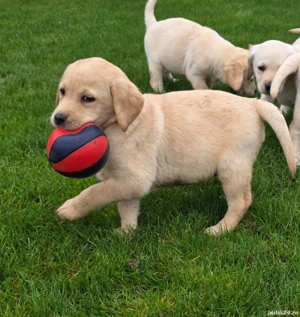 Pui Labrador Retriever  - imagine 2