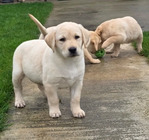 Pui Labrador Retriever  - imagine 4