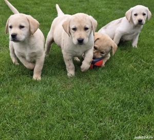 Pui Labrador Retriever  - imagine 5