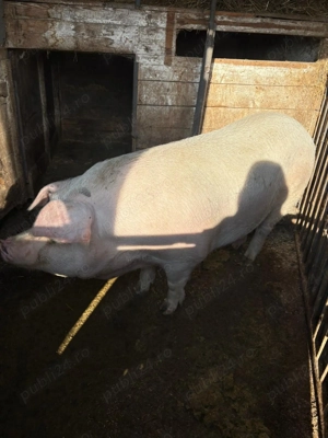 Vând porc mare  - imagine 2