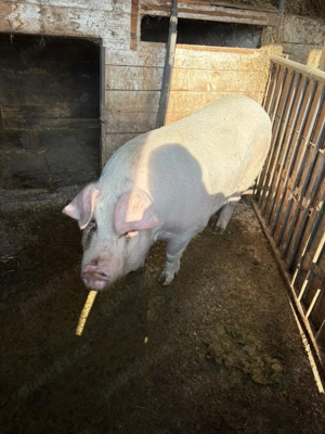 Vând porc mare  - imagine 3