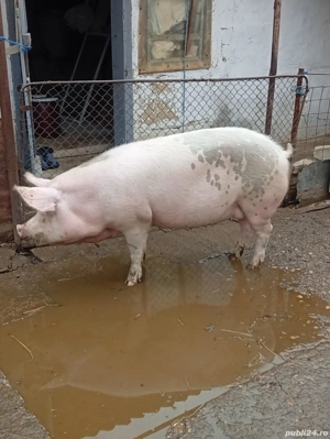 de vanzare - imagine 2