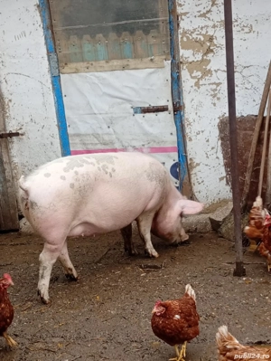 de vanzare - imagine 3