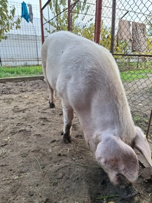 Vind o purcea 150 kg afost fătat a avut 13 purcei - imagine 2