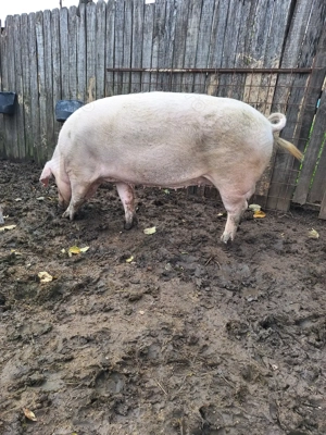 Vind o purcea 150 kg afost fătat a avut 13 purcei - imagine 3