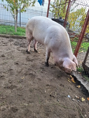 Vind o purcea 150 kg afost fătat a avut 13 purcei - imagine 4