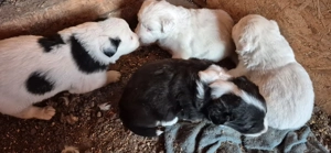 Vand catei - imagine 3