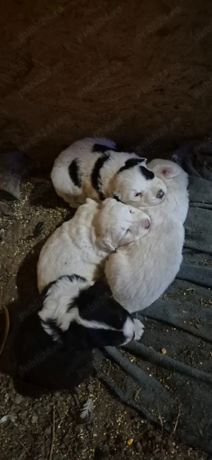 Vand catei - imagine 2