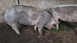 De vinza porci de carne calitate 