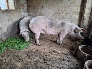 De vinza porci de carne calitate  - imagine 4