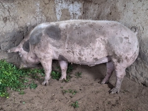 De vinza porci de carne calitate  - imagine 3