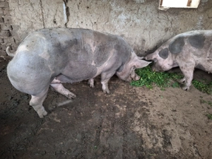 De vinza porci de carne calitate  - imagine 2