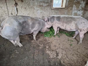 De vinza porci de carne calitate  - imagine 5