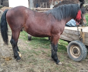 Vând mânz! - imagine 3