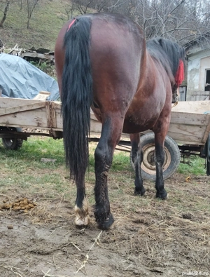 Vând mânz! - imagine 4