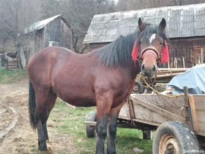 Vând mânz! - imagine 2