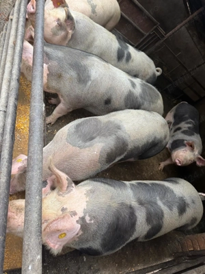 Porci de vanzare - imagine 2