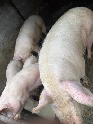 Porci de vanzare - imagine 4