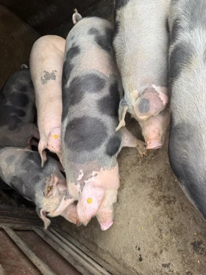 Porci de vanzare - imagine 3