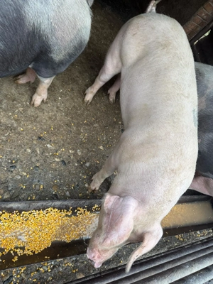 Porci de vanzare - imagine 5