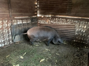 Porc de bun de tăiat 