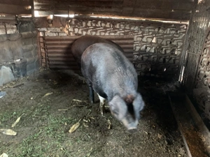 Porc de bun de tăiat  - imagine 2