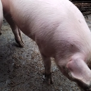 Porci grași 