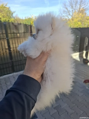 pui pomeranian mini - imagine 4