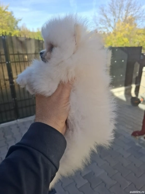 pui pomeranian mini - imagine 3